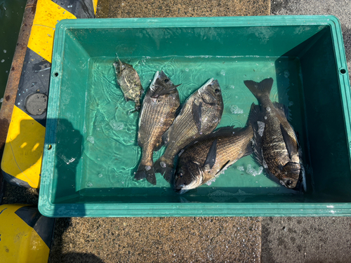 チヌの釣果