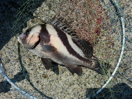 コショウダイの釣果