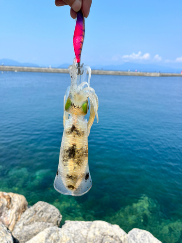 アオリイカの釣果