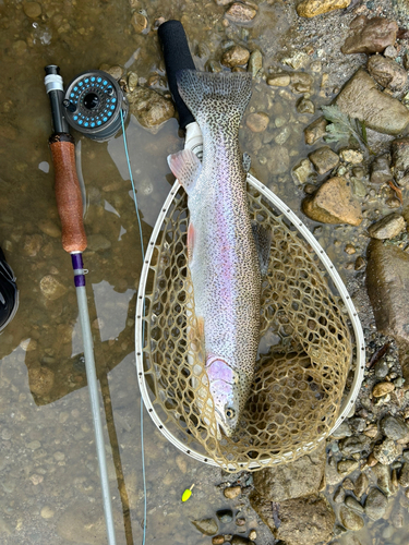 ニジマスの釣果