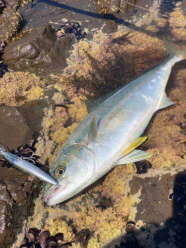 ヒラマサの釣果