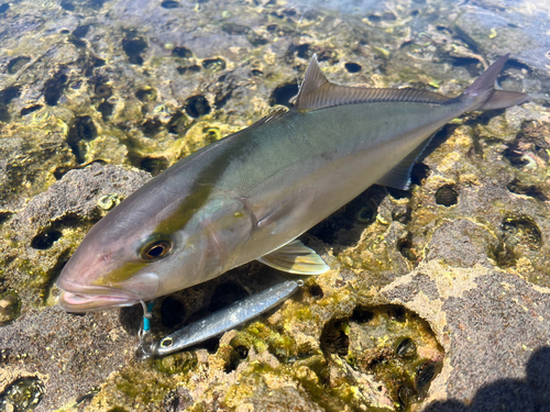 ショゴの釣果