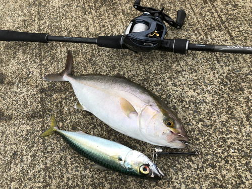 ショゴの釣果