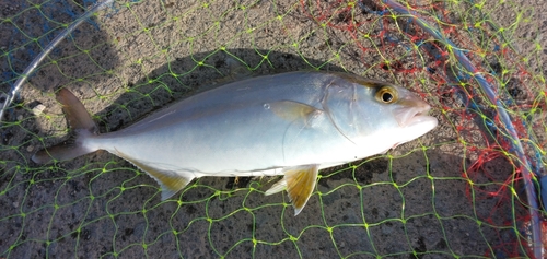 カンパチの釣果