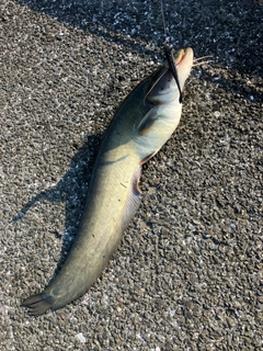 ナマズの釣果