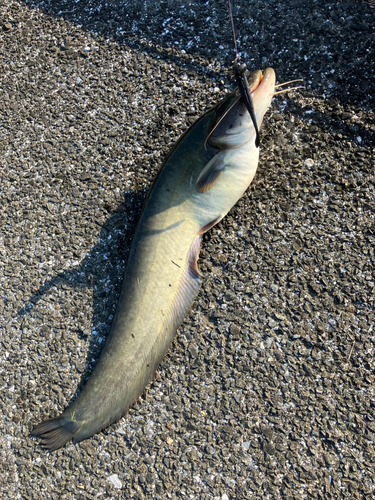 ナマズの釣果