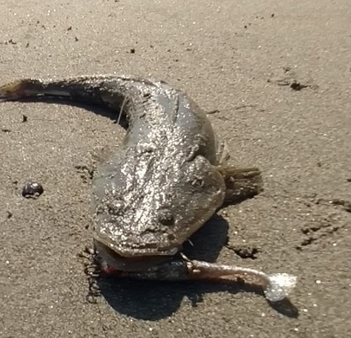 マゴチの釣果