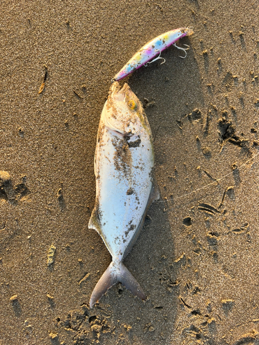 ショゴの釣果