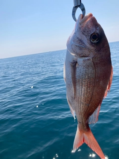 タイの釣果