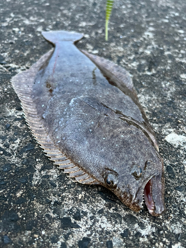 ヒラメの釣果