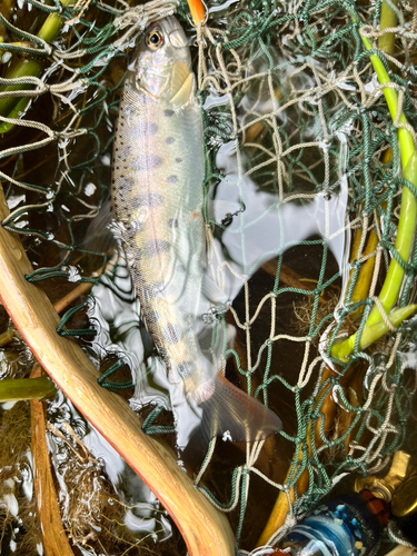 ブラウントラウトの釣果