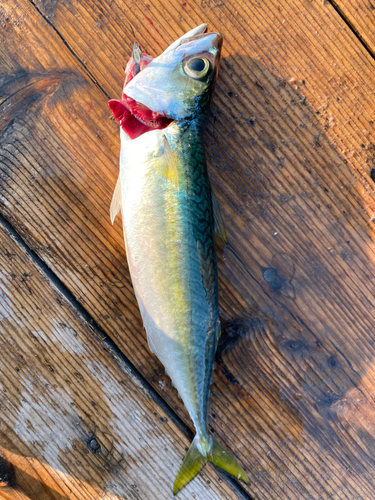 マサバの釣果