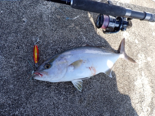 シオの釣果