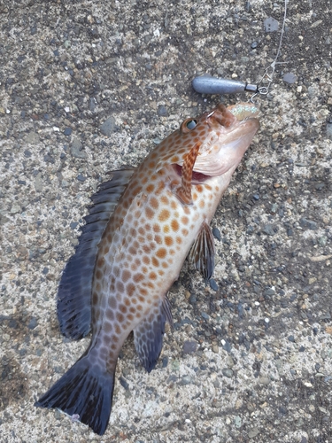 オオモンハタの釣果