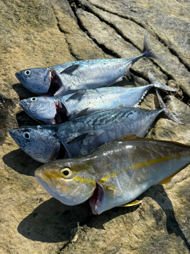 マサバの釣果