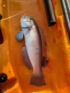 アマダイの釣果