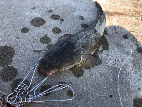 マゴチの釣果