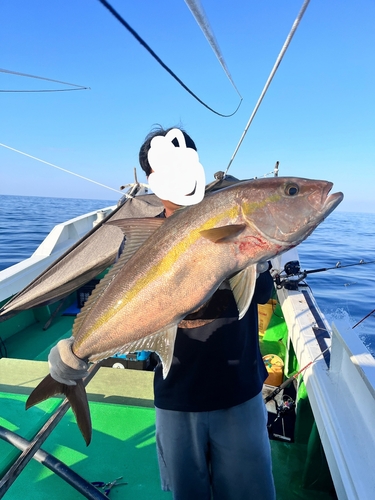 ヒレナガカンパチの釣果