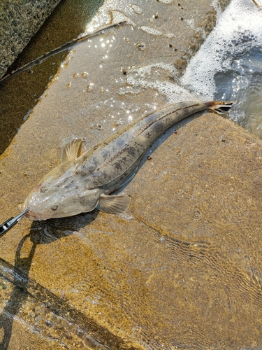 マゴチの釣果