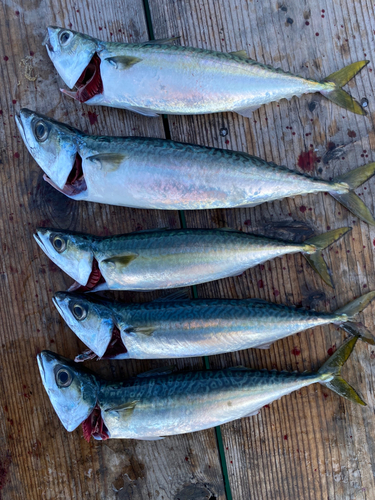 マサバの釣果