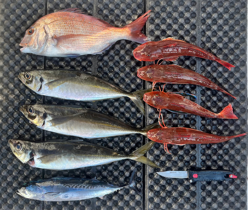 マダイの釣果