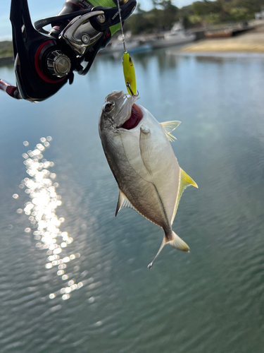 ギンガメアジの釣果