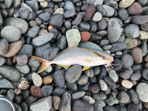 ショゴの釣果