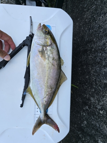 ショゴの釣果