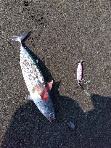 ソウダガツオの釣果