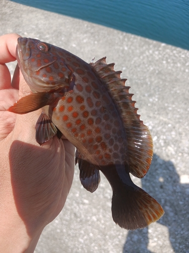 オオモンハタの釣果