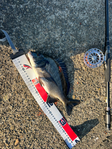 チヌの釣果