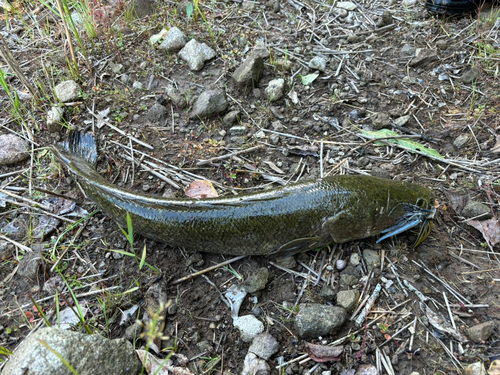 ライギョの釣果