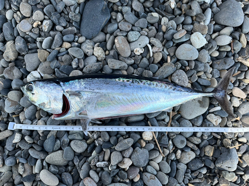 マルソウダの釣果