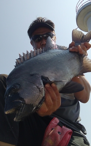 イシダイの釣果