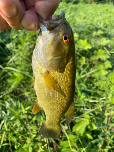 スモールマウスバスの釣果