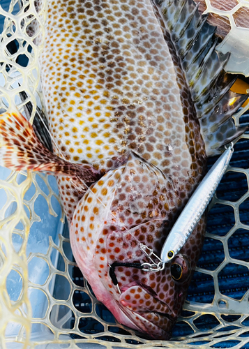 オオモンハタの釣果