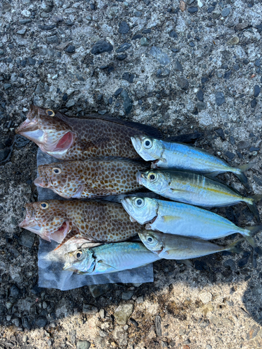 オオモンハタの釣果