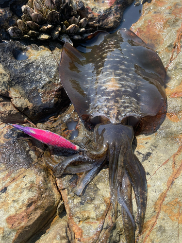 アオリイカの釣果