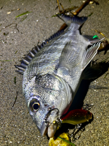 キビレの釣果