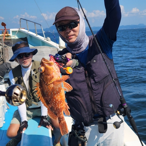 ウッカリカサゴの釣果