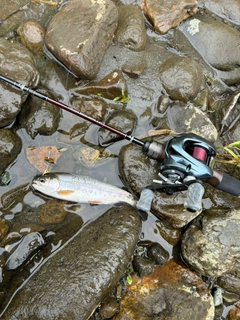 ニジマスの釣果