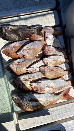 マダイの釣果