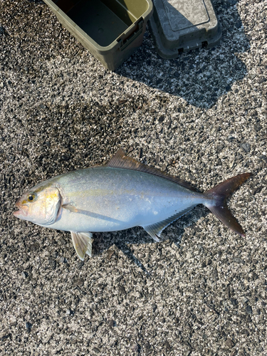 ネリゴの釣果