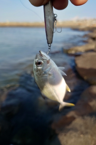 メッキの釣果