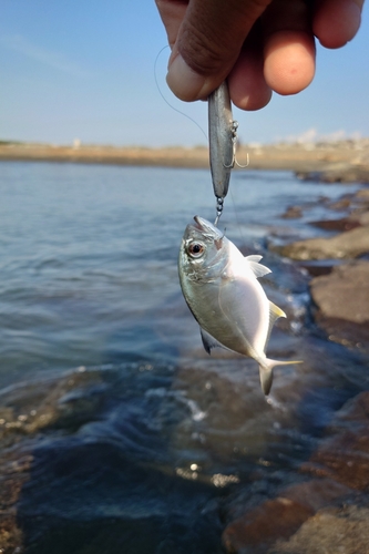 メッキの釣果