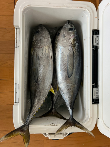 キメジの釣果