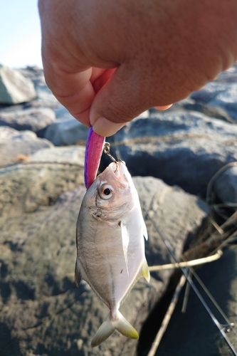 メッキの釣果