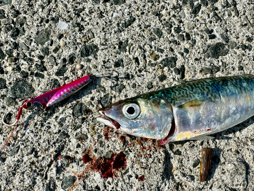 サバの釣果