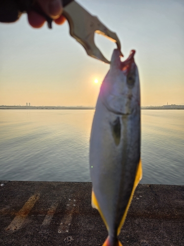 ツバスの釣果