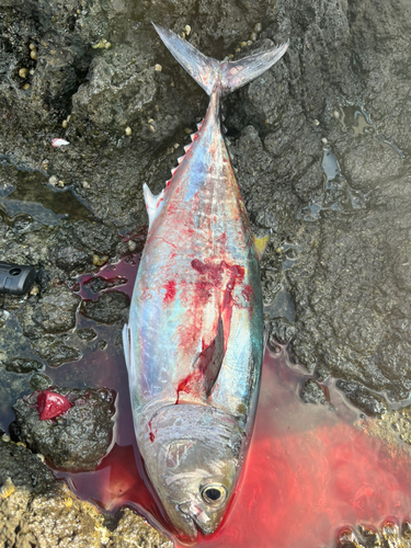 ヒラソウダの釣果